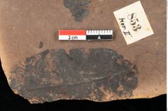 Foto (Detailsansicht) von Quercus palaeoilex Ettingshausen (NHMW-GEO-2024-0188-0853)